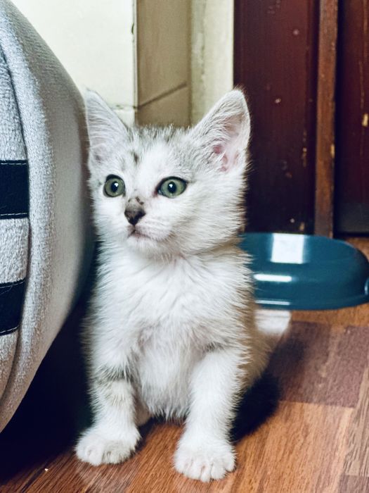 Отдадим милого нежного игривого катенка.