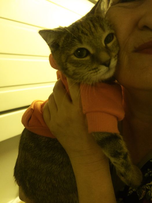 Очень смешная ласковая кошка в добрые руки