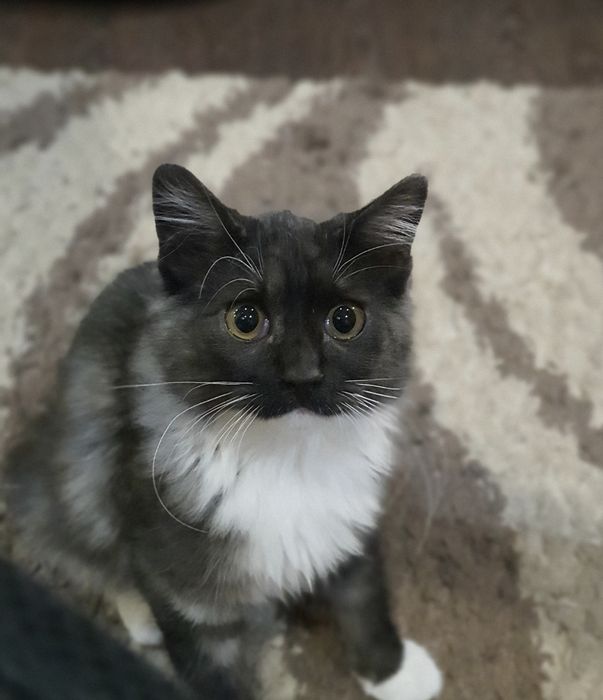 Отдам кошечку-породистую.8 месяцев.