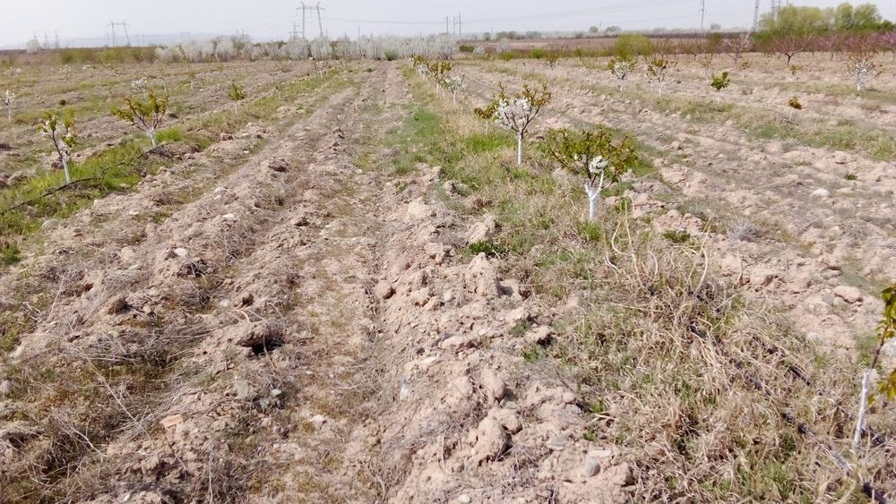 Мевали бог сотилади. .