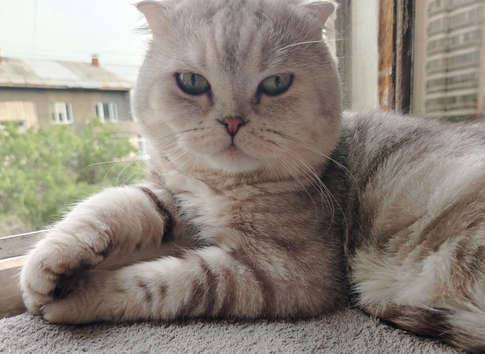Кот для вязки. Скоттиш фолд.