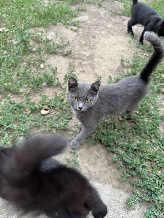 Отдам котят в добрые руки