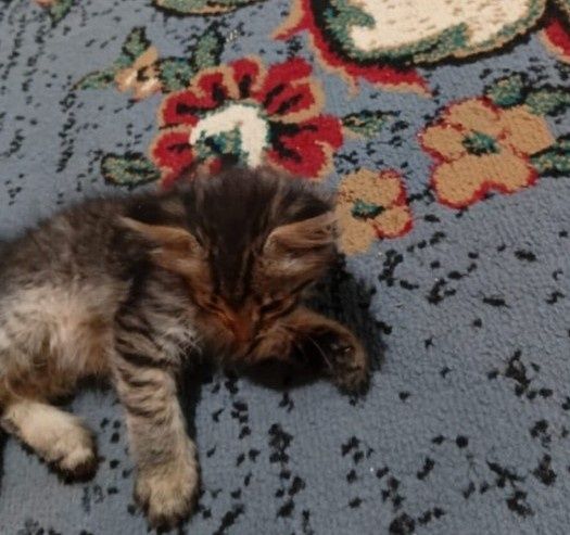 Котёнки в добрые руки