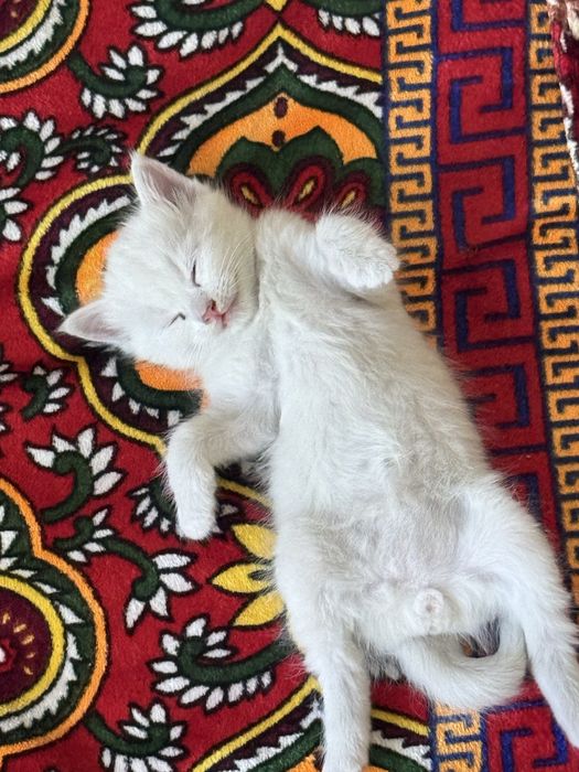 Котенок мальчик 3 недели