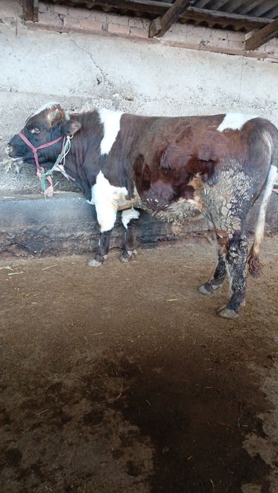 Бука сатылады семыз