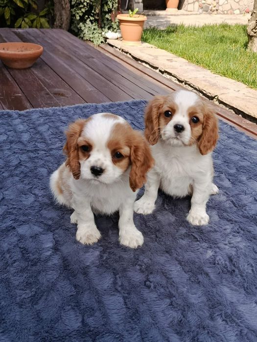 Кавалер Кинг Чарлз шпаньол