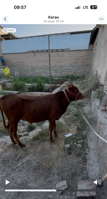 Buqqalar sotiladi ARZON