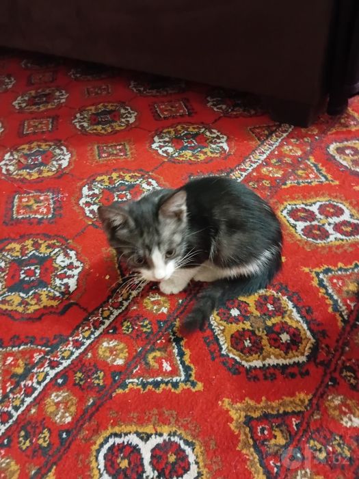 Chiroyli mushuklar bor zotdor emas