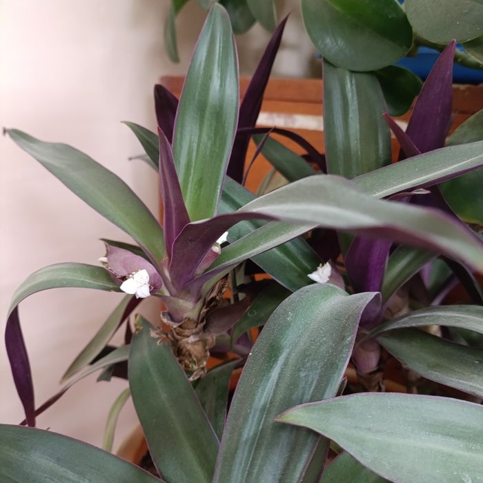 Рео традесканция