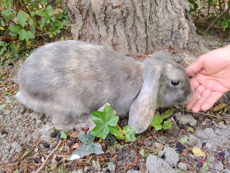 Декоративный кролик