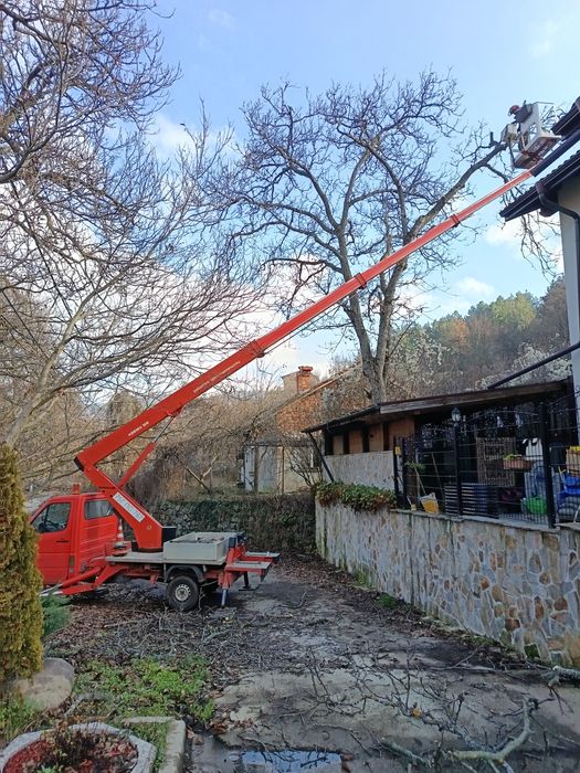 Рязане и катерене на дървета