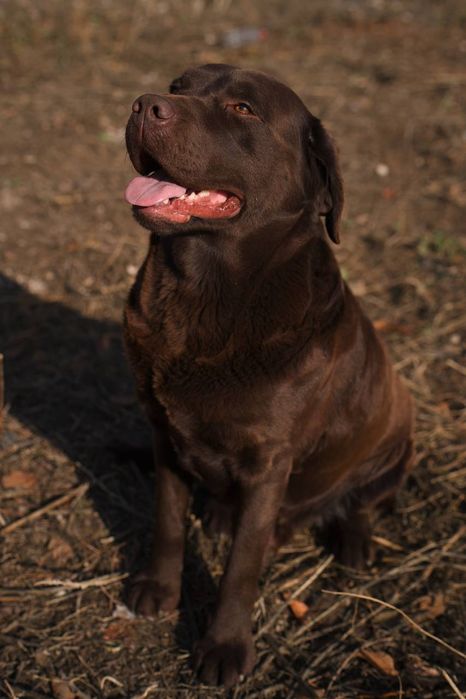 Вязка Лабрадор ретривер