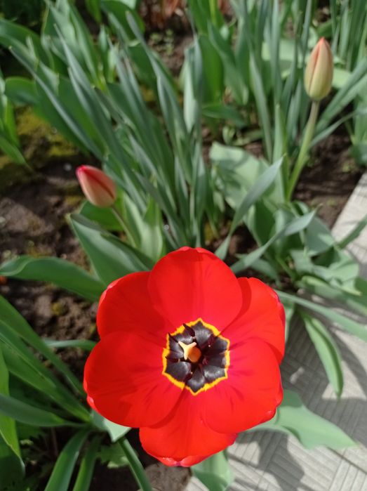 Тюльпаны на срез