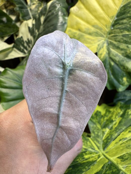 Плоказия поли сплэш