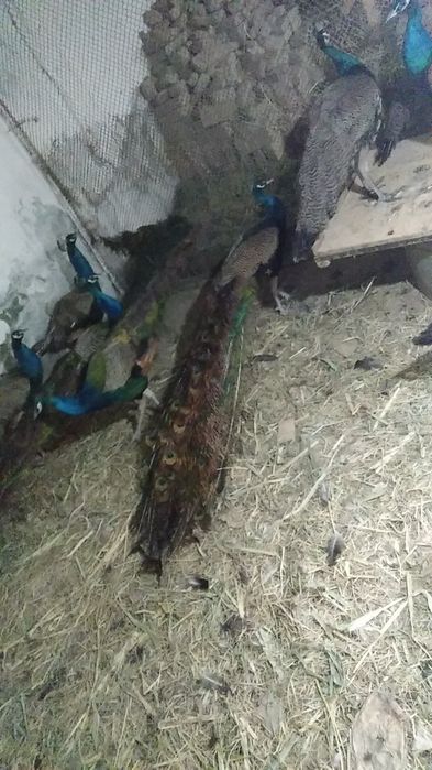 Товуслар сотилади