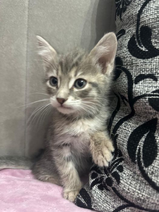 Котенок серебристый таби