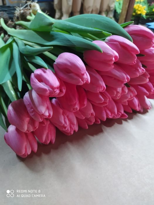 Оптом  тюльпаны и розницу