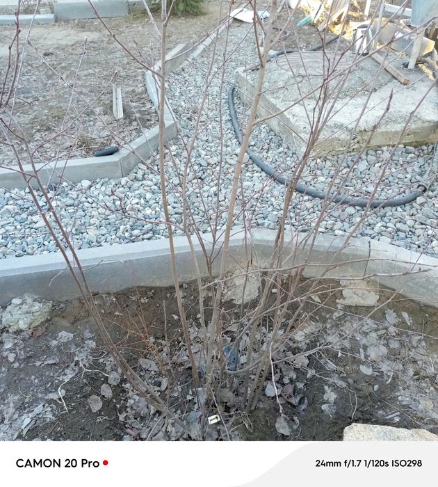 Саженцы ирги канадской