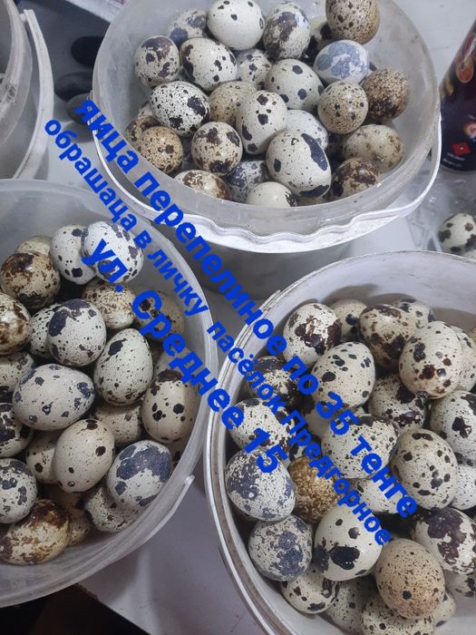 Перепелиные яйца