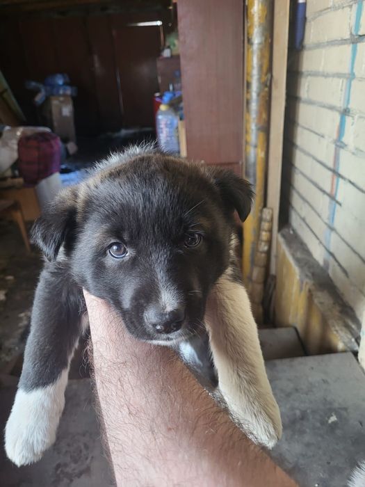 Отдам щенков бесплатно