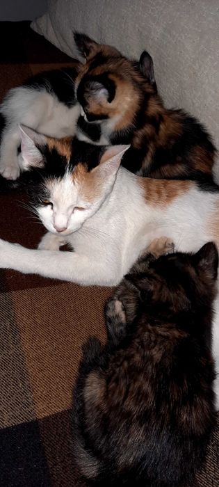 Отдам умных котят