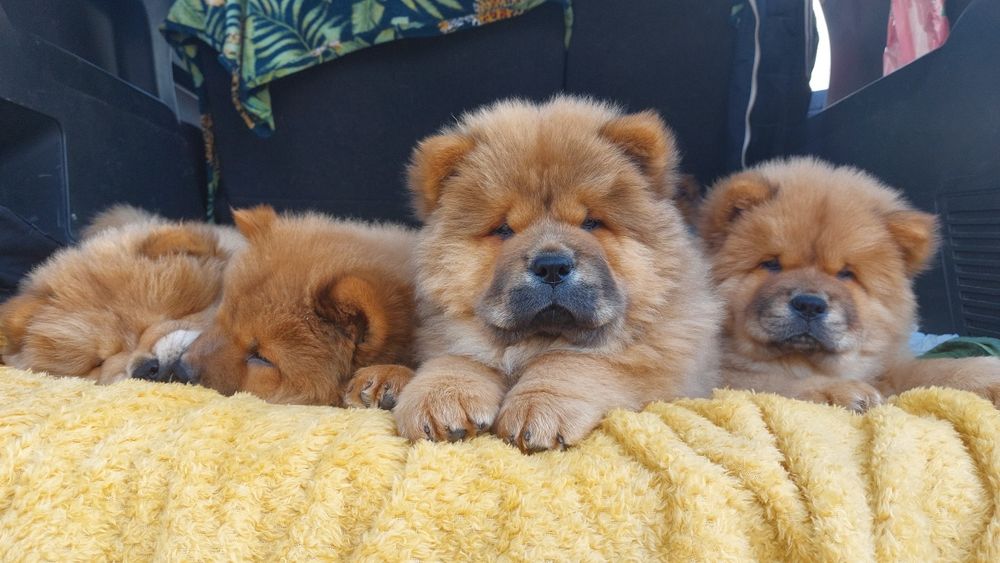 Чау-чау  щенки .