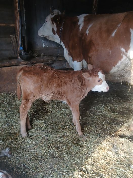 Vând vaca de 10 ani cu vițel