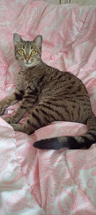 Китти ваш пушистый друг