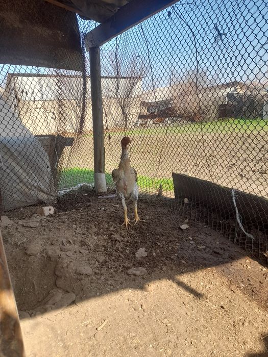 Хороший курица о шамо