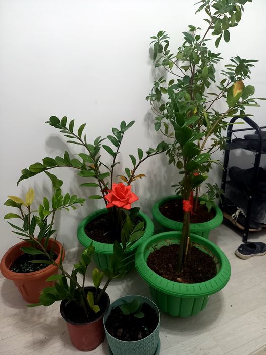 Гүлдер сатылады 6штук