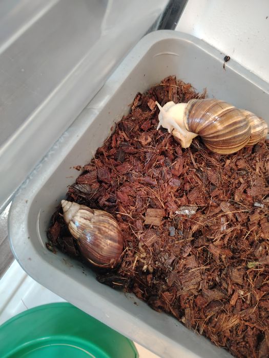 Продам взрослых улиток