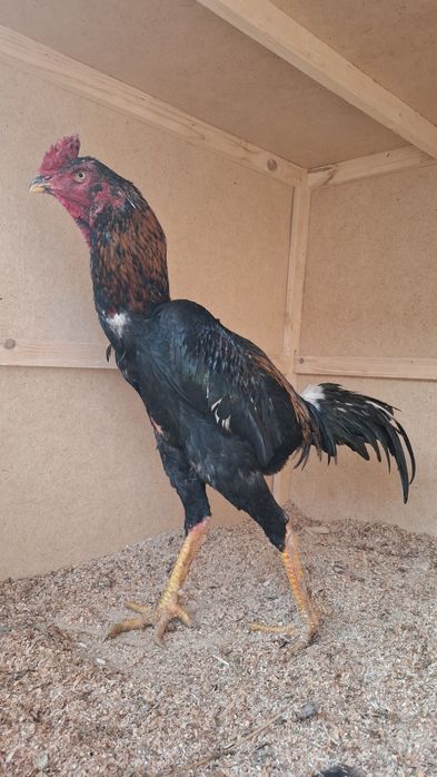 Yoshga Tlgan Joʻja Sotladi