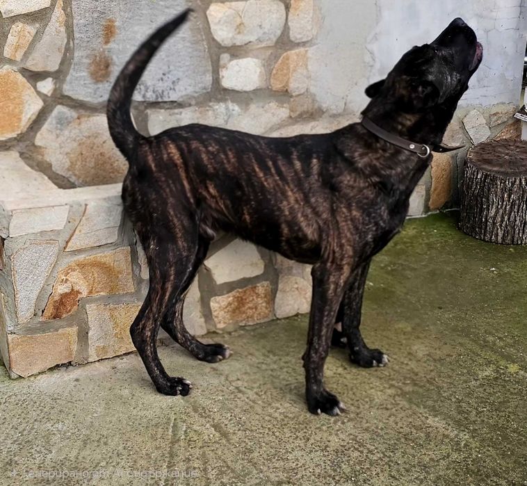 Кане Корсо х Алабай на 11 месеца