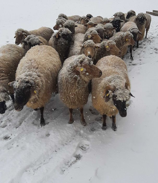 Vând 25 de oi țigăi,gestante!