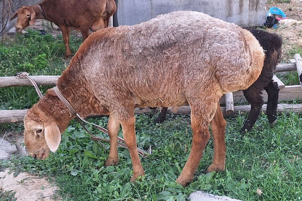 Arashan qo'y egizak bolalari va qo'chqor
sotiladi