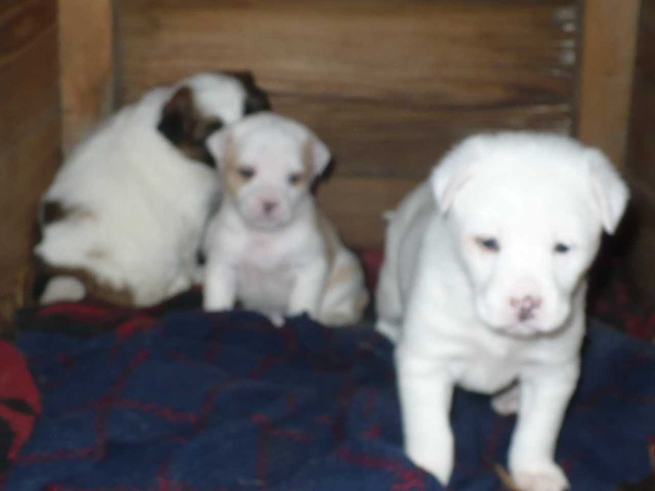 Adopție 3 căței metiși - nu sunt de rasă