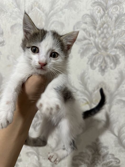 Отдам котят в добрые руки. Бесплатно
