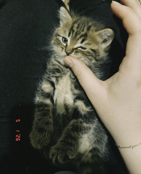 Продаётся котенок (девочка)