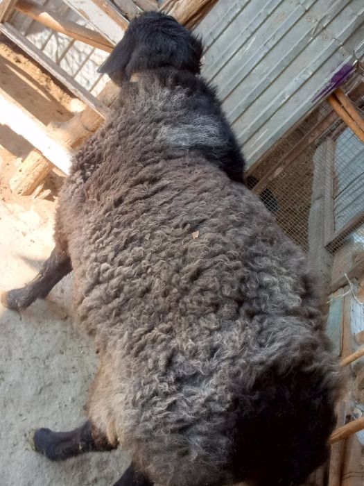 Semiz qoʻchqor sotiladi