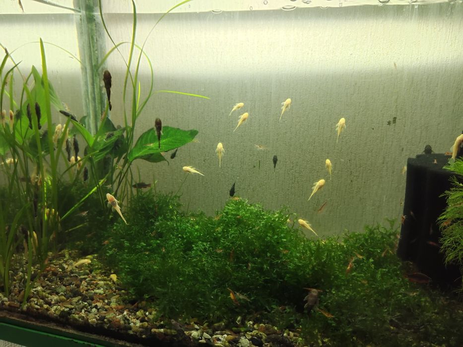 Аквариумных рыб анцыструсы