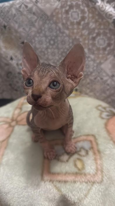 Котята девочки Донской Сфинкс