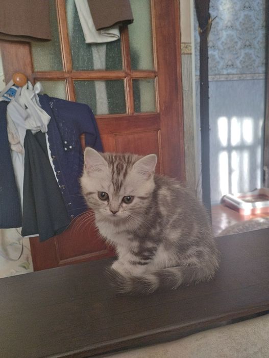 Британскиие котята