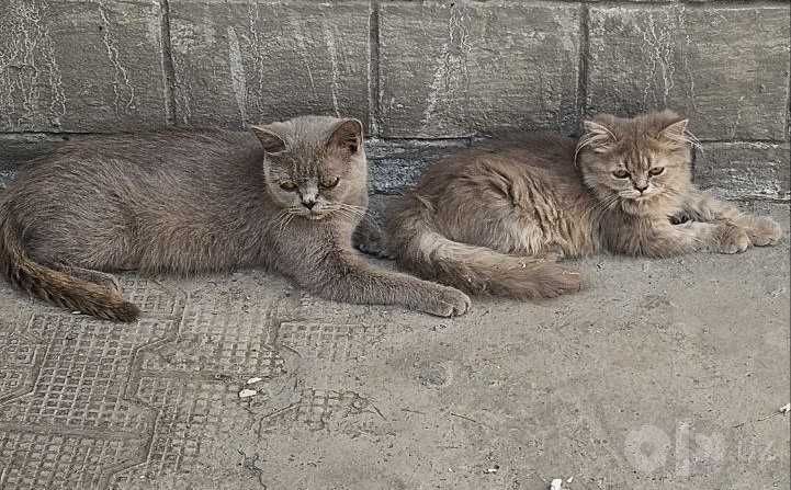 Кошки шотландские, Семья шотландских кошек 1 мать и 5 котята