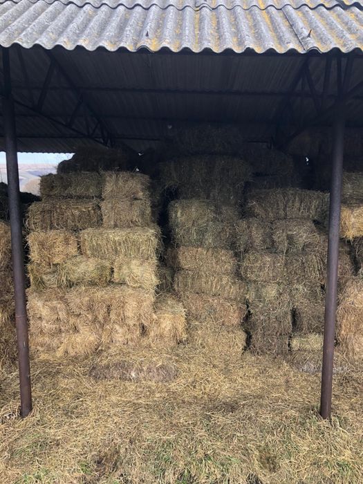 Baloți lucernă, semănătură și iarbă de coastă