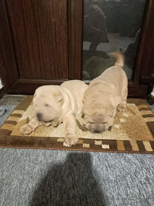Sharpei dragalasi