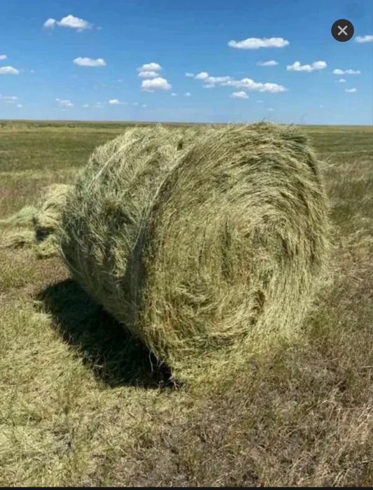 Продам сено в рулонах