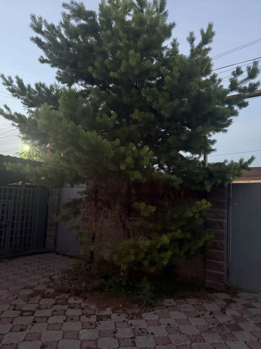 Отдам даром сосны