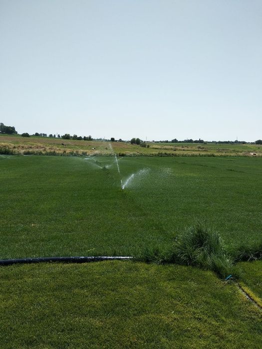 Gazon ,chim ,газон,чим