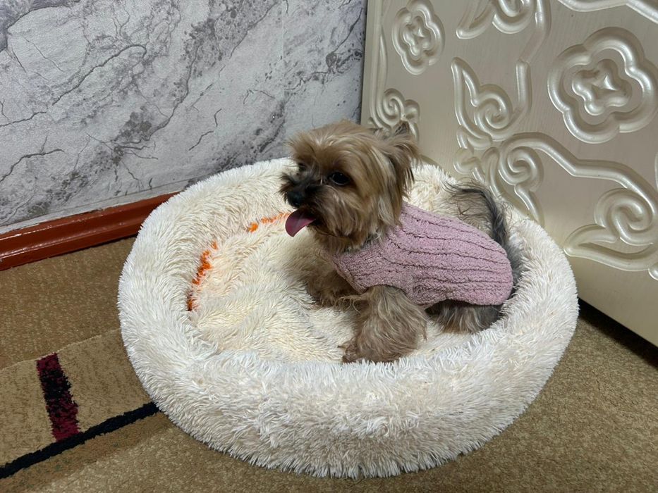 Продам собачку домашняя