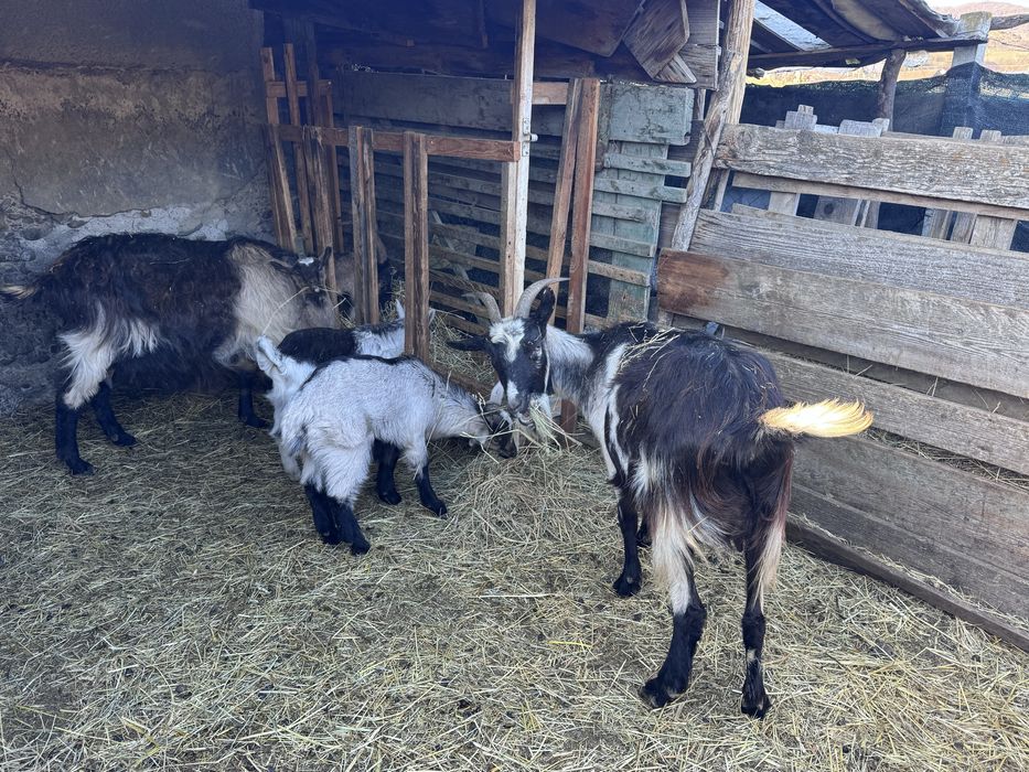 Vand 2 Capre cu iezi